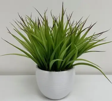 Decorative fern plant in black pot with pebbles - Natural botanical accent