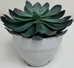 Plante grasse décorative en pot blanc - Accent végétal et épuré
