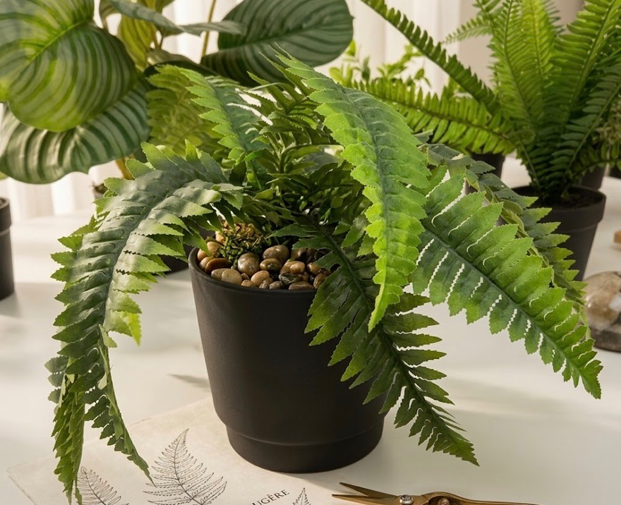 Decorative fern plant in black pot with pebbles - Natural botanical accent