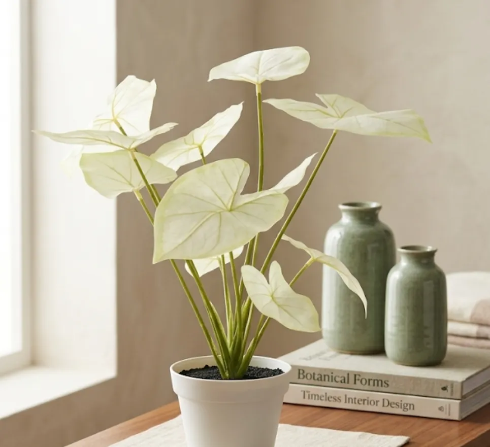 [LIQ-PLA-PET-54-V] Light green Caladium plant in white pot - Elegant botanical accent
