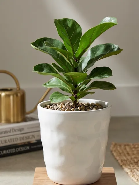 [LIQ-DEC-POT-92-B] Cache-pot blanc contour formes ondulées - Design organique et décoratif